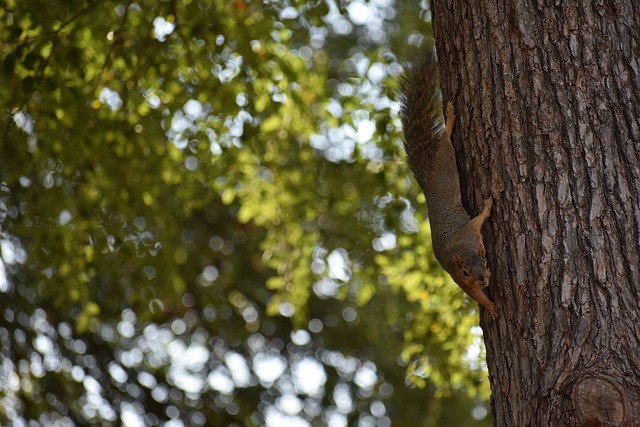 表演艺术庆 表演艺术庆